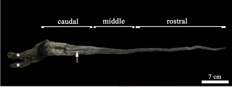 The general morphology of the Greater Anteater tongue (Image: Daniel Casali)